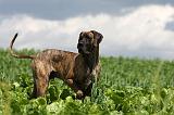 DOGUE ALLEMAND 376